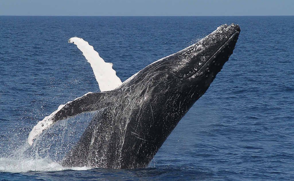 Hervey Bay’s “mother” humpback Nala breaches the water, and (inset) with her new calf performing a customary wave. Hervey Bay’s “mother” humpback Nala breaches the water, and (inset) with her new calf performing a customary wave.